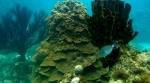 Parque Nacional Natural Marino Corales del Rosario y San Bernardo.  Cartagena de Indias - COLOMBIA