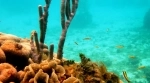 Parque Nacional Natural Marino Corales del Rosario y San Bernardo.  Cartagena de Indias - COLOMBIA