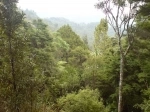 Parque Regional Waitakere Ranges, Auckland, Nueva Zelanda. Guia, Informacion.  Auckland - NUEVA ZELANDIA