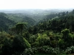 Parque Regional Waitakere Ranges, Auckland, Nueva Zelanda. Guia, Informacion.  Auckland - NUEVA ZELANDIA