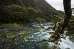 Parque Nacional Vicente Perez Rosales, Chile.  Puerto Varas - CHILE