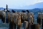 Muelle Braun y Blanchard.  Puerto Natales - CHILE