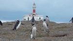 Faro Isla Magdalena, Atractivos de Punta Arenas.  Punta Arenas - CHILE