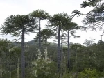 Parque Nacional Nahuelbuta.  Angol - CHILE