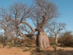 Reserva Natural de Bandia, Dakar, Senegal. Informacion, que ver, como llegar.  Dakar - SENEGAL