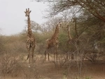 Reserva Natural de Bandia, Dakar, Senegal. Informacion, que ver, como llegar.  Dakar - SENEGAL