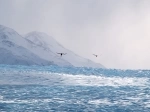 Glaciar Grey, Torres del Paine, Guia de Torres del Paine, Que Hacer, Como Llegar.  Torres del Paine - CHILE