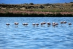Reserva Natural Laguna Nimez.  El Calafate - ARGENTINA