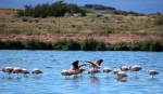 Reserva Natural Laguna Nimez.  El Calafate - ARGENTINA