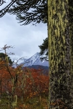 Parque Nacional Conguillío.  Lonquimay - CHILE