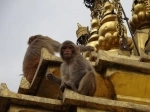 Swayambhunath, Katmandu, Nepal.El templo de los monos. guia de atractivos en Katmandu, Nepal.  Katmandu - NEPAL