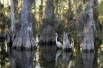Everglades National Park, es Patrimonio de la Humanidad y se encuentra en el extremo suroeste de los Estados Unidos en el estado de Florida..  Miami, FL - ESTADOS UNIDOS