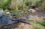 Everglades National Park, es Patrimonio de la Humanidad y se encuentra en el extremo suroeste de los Estados Unidos en el estado de Florida..  Miami, FL - ESTADOS UNIDOS