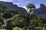 Parque Nacional y Floresta da Tijuca, Rio de Janeiro - Brasil.  Río de Janeiro - BRASIL