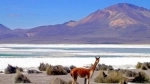 Monumento Natural Salar de Surire.  Putre - CHILE