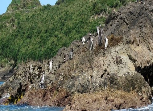 Pingüineras Puñihuil, Ancud