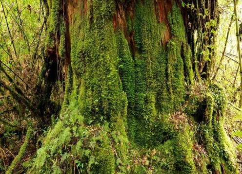 Parque Nacional Pumaln, Palena