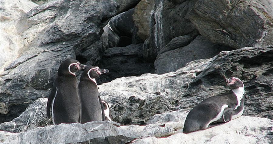 Reserva Nacional Pinguino de Humboldt La Serena, CHILE