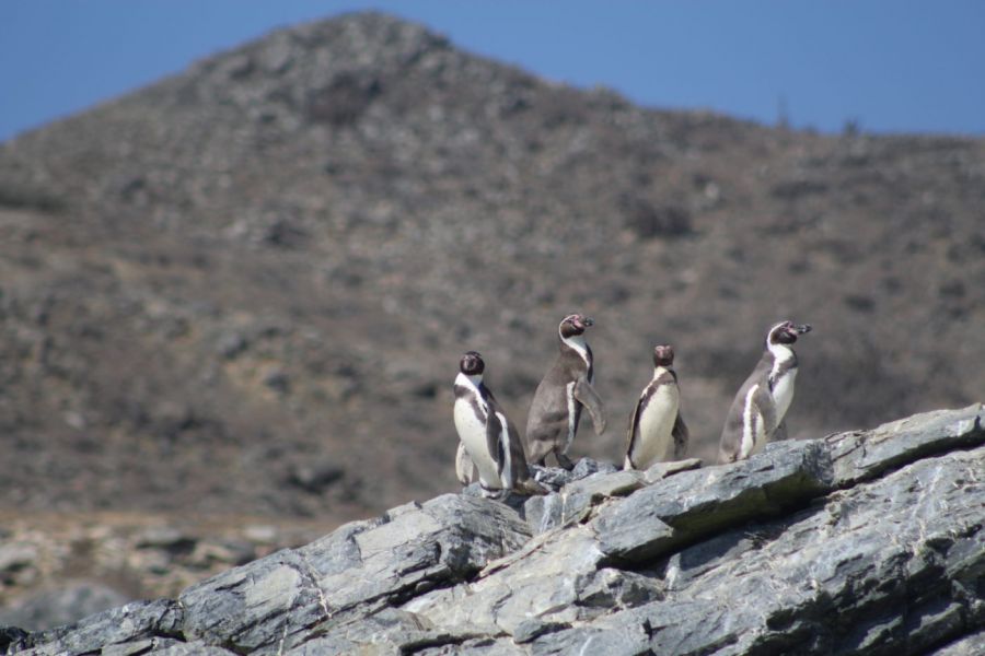 Reserva Nacional Pinguino de Humboldt, Guía de Parques Nacionales en CHILE