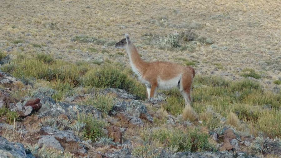 Parque Nacional Pali Aike Punta Arenas, CHILE