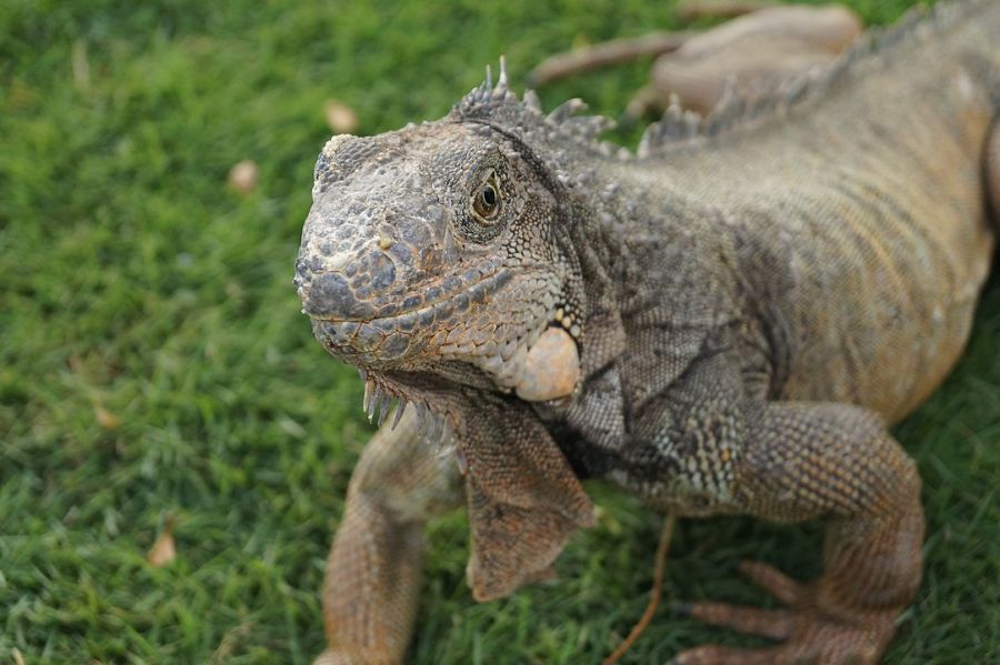 Parque Seminario también conocido como el Parque de las Iguanas , Guayaquil, Ecuador. que ver Parque Seminario también conocido como el Parque de las Iguanas , Guayaquil, Ecuador. que ver