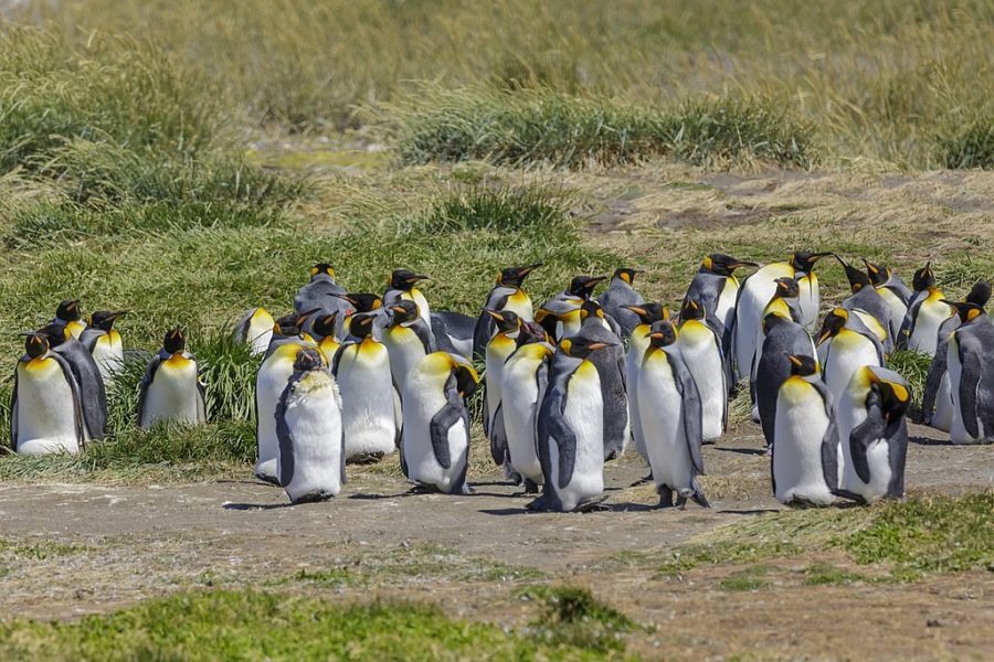 Parque Pinguino Rey, Punta Arenas, Informacion, como llegar, que ver, Porvenir, Chile Porvenir, CHILE