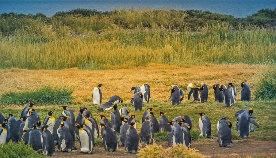 Parque Pinguino Rey, Punta Arenas, Informacion, como llegar, que ver, Porvenir, Chile Porvenir, CHILE