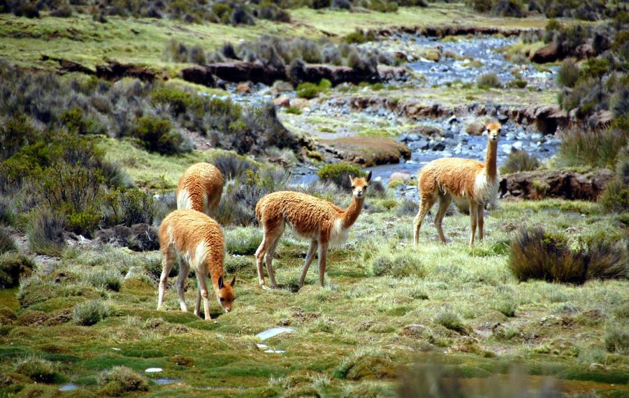 Reserva Nacional Las Vicunas Putre, CHILE