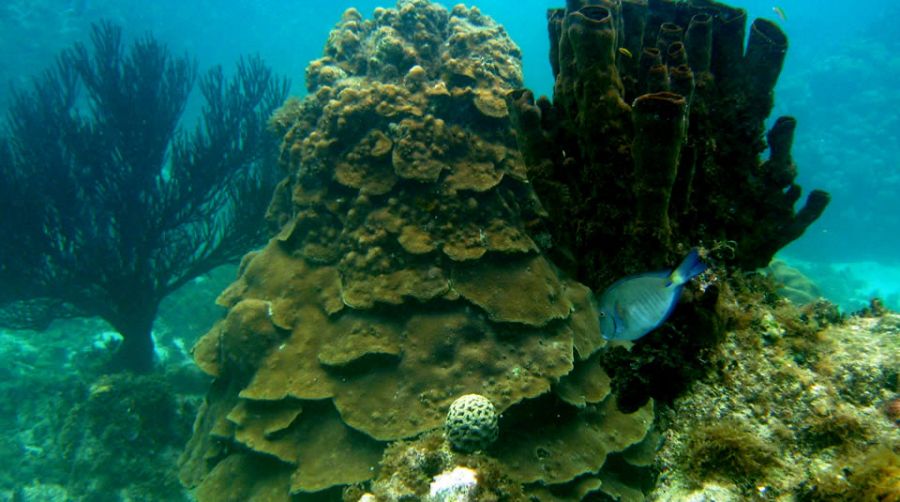 Parque Nacional Natural Marino Corales del Rosario y San Bernardo Cartagena de Indias, COLOMBIA