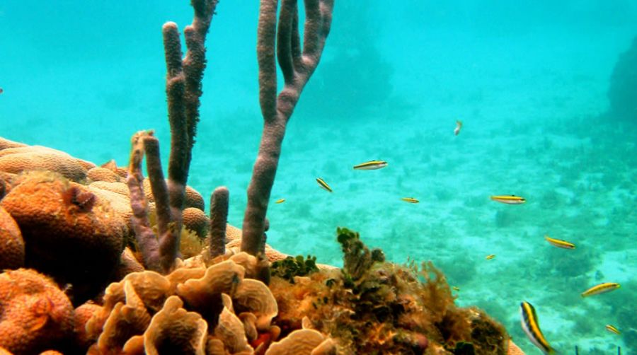 Parque Nacional Natural Marino Corales del Rosario y San Bernardo Cartagena de Indias, COLOMBIA