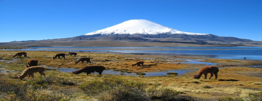Parque Nacional Lauca,  Lago Chungara, Excursi�n, paseo, Chungara, Lauca, Arica, Putre Putre, CHILE