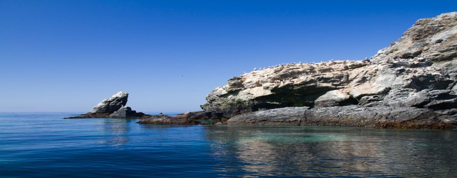 Reserva Nacional Pinguino de Humboldt