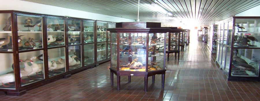 Museo de Ciencias Naturales Domingo Faustino Sarmiento Mendoza, ARGENTINA