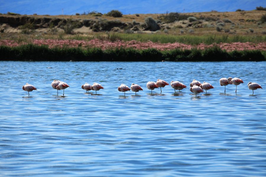 Reserva Natural Laguna Nimez El Calafate, ARGENTINA
