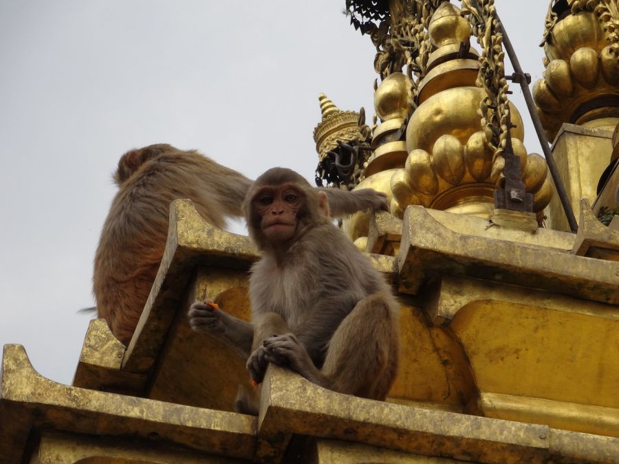 Swayambhunath, Katmandu, Nepal.El templo de los monos. guia de atractivos en Katmandu, Nepal Katmandu, NEPAL