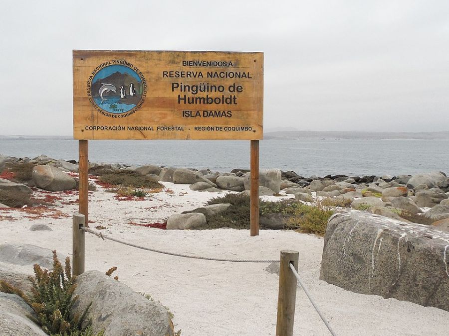 Reserva Nacional Pinguino de Humboldt La Serena, CHILE