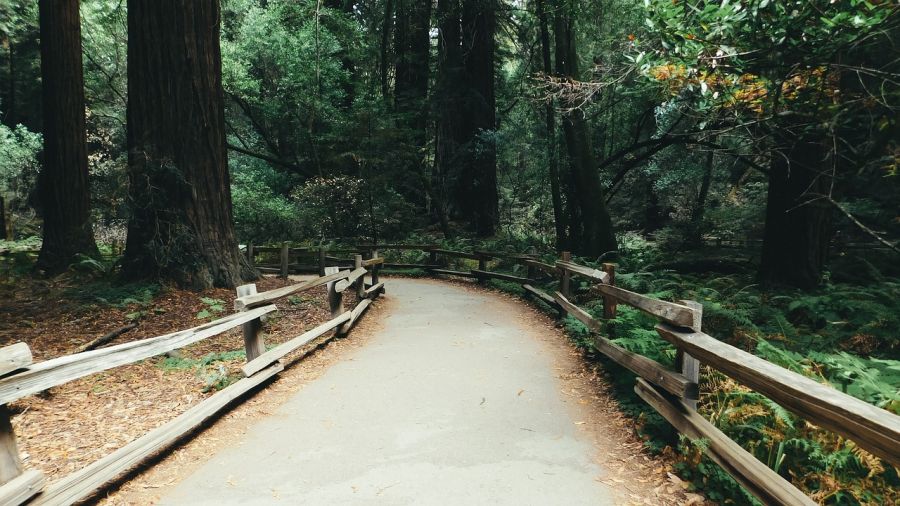 Monumento Nacional Bosques de Muir San Francisco, CA, ESTADOS UNIDOS