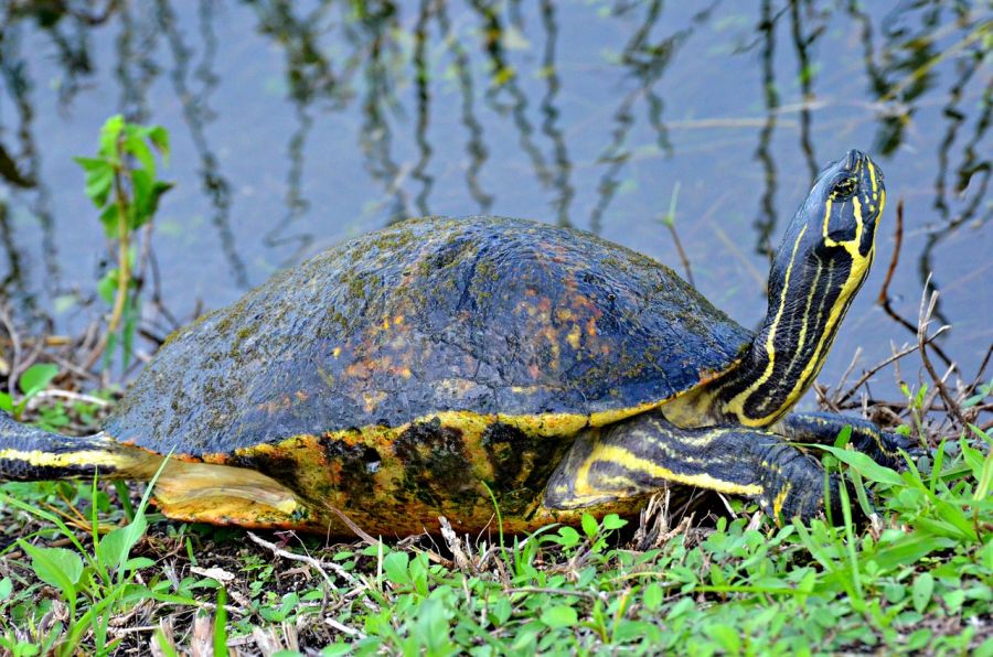 Everglades National Park, es Patrimonio de la Humanidad y se encuentra en el extremo suroeste de los Estados Unidos en el estado de Florida. Miami, FL, ESTADOS UNIDOS