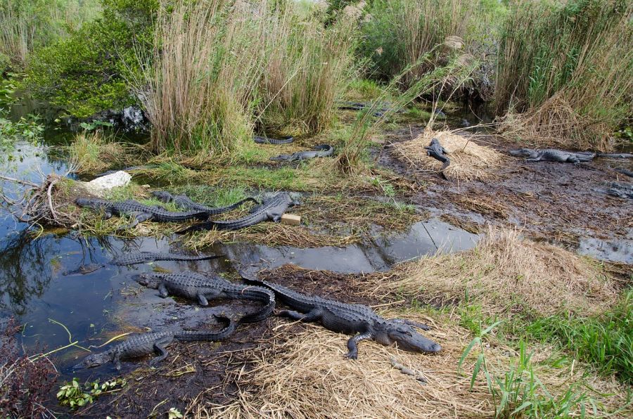 Everglades National Park, es Patrimonio de la Humanidad y se encuentra en el extremo suroeste de los Estados Unidos en el estado de Florida. Miami, FL, ESTADOS UNIDOS