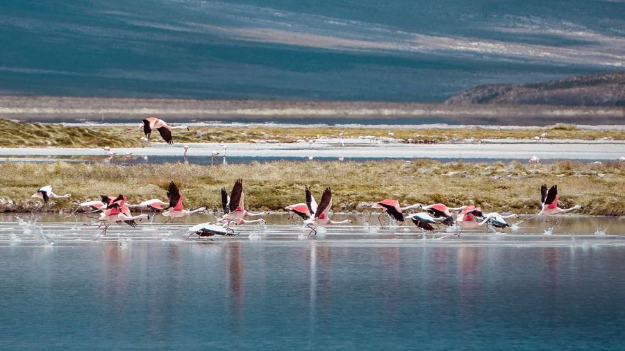 Monumento Natural Salar de Surire, Guía de Parques Nacionales en CHILE