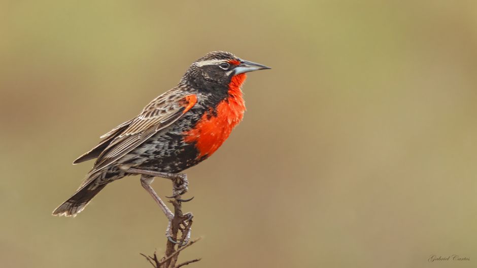 Loica Peruana, Guia de Fauna. RutaChile.   - PERU