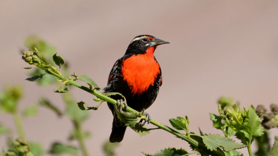 Loica Peruana, Guia de Fauna. RutaChile.   - CHILE