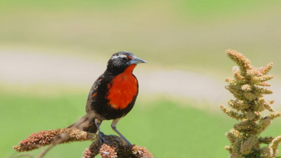 Loica Peruana, Guia de Fauna. RutaChile.   - 