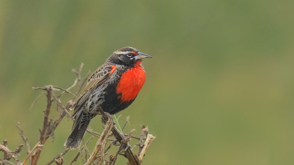 Loica Peruana, Guia de Fauna. RutaChile.   - 