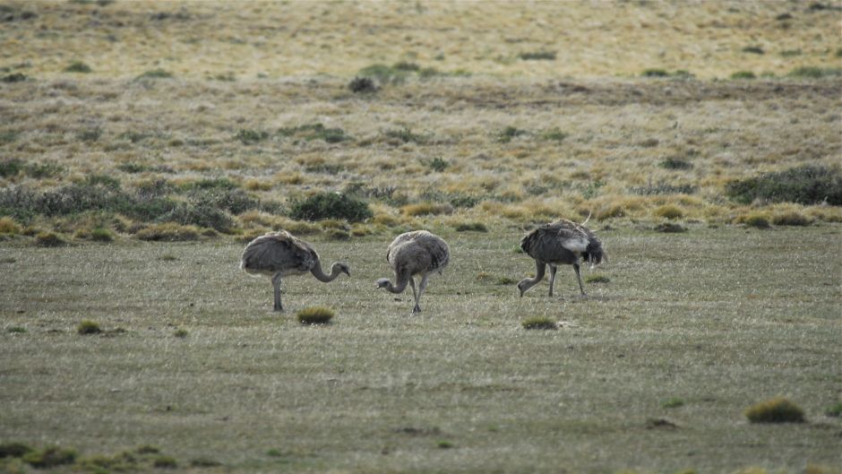 Ñandu de Magallanes, Guia de Fauna. RutaChile.   - CHILE