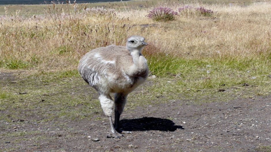 Ñandu de Magallanes, Guia de Fauna. RutaChile.   - ARGENTINA