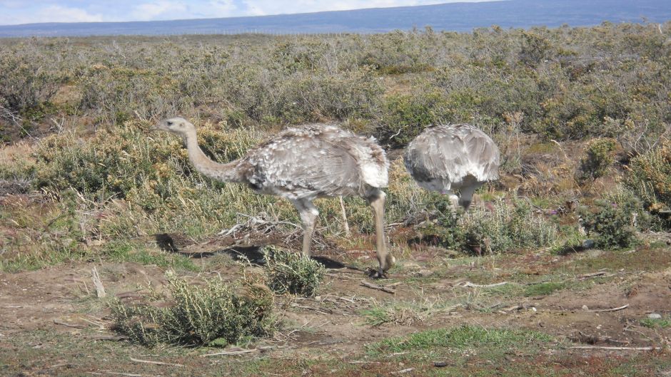 Ñandu de Magallanes, Guia de Fauna. RutaChile.   - CHILE