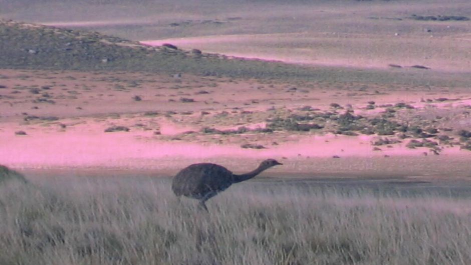 Ñandu de Magallanes, Guia de Fauna. RutaChile.   - 