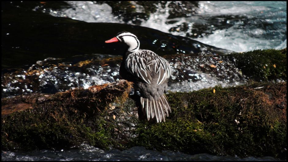 Pato Cortacorrientes, Guia de Fauna. RutaChile.   - 