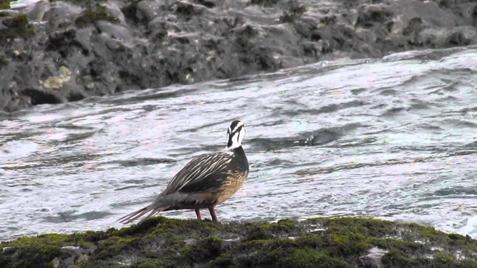 Pato Cortacorrientes, Guia de Fauna. RutaChile.   - PERU